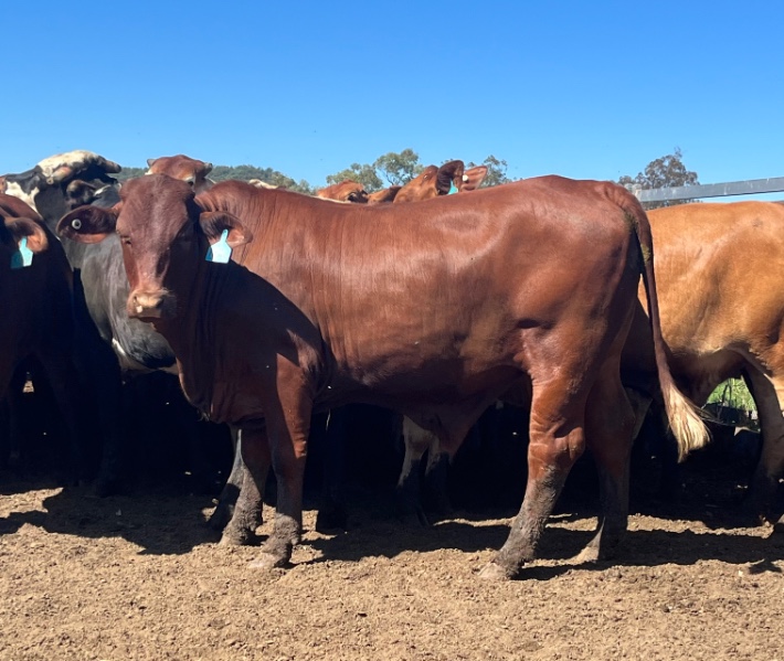 Lot 303 105 Feeder Steers AuctionsPlus