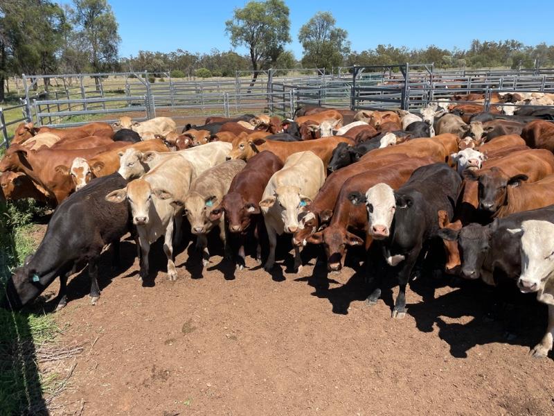 Lot 158 61 Feeder Heifers AuctionsPlus