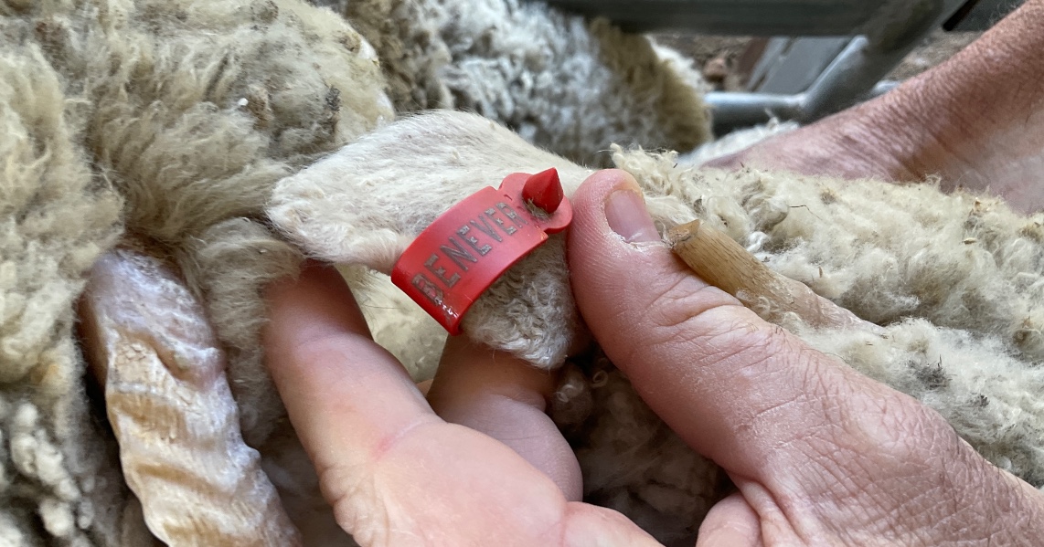 Lot 854 95 Mixed Sex Store Lambs AuctionsPlus