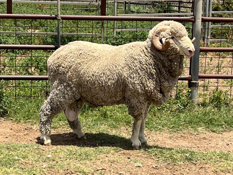 Lot 163 - 1 Flock Ram | AuctionsPlus