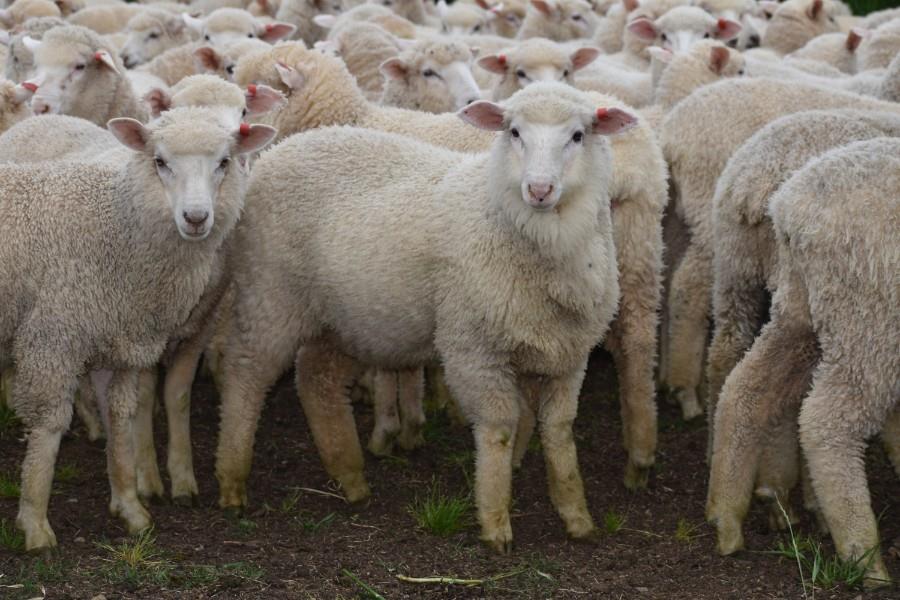 Lot 947 - 379 Store Wether Lambs | AuctionsPlus