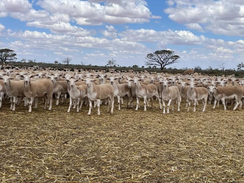 Lot 557 600 Station Mated Ewe Lambs AuctionsPlus