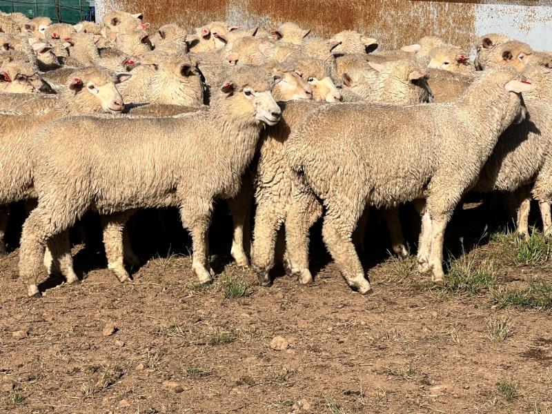 Lot 925 246 Mixed Sex Store Lambs Auctionsplus 9013