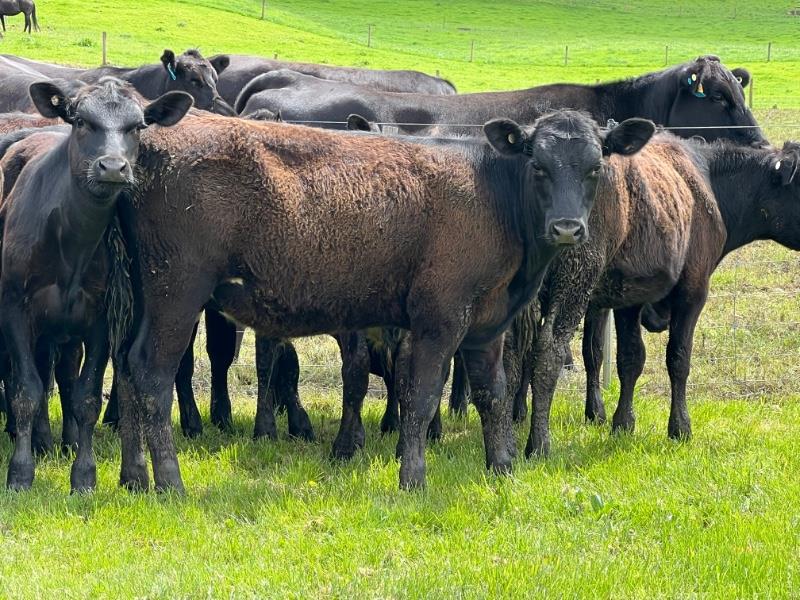 Lot 638 25 Steer Calves AuctionsPlus