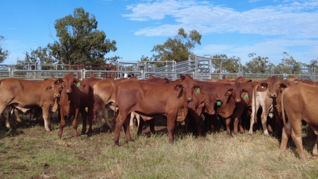 Lot 728 64 Backgrounder Steers AuctionsPlus