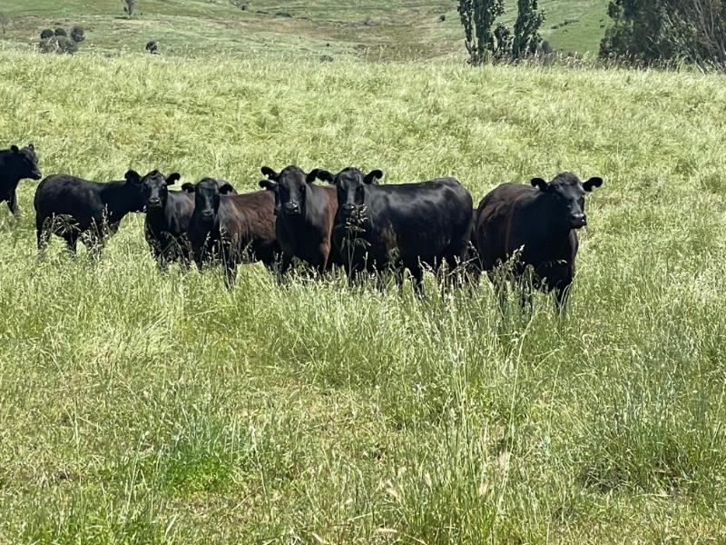 Pen 1 10 Feeder Steers AuctionsPlus
