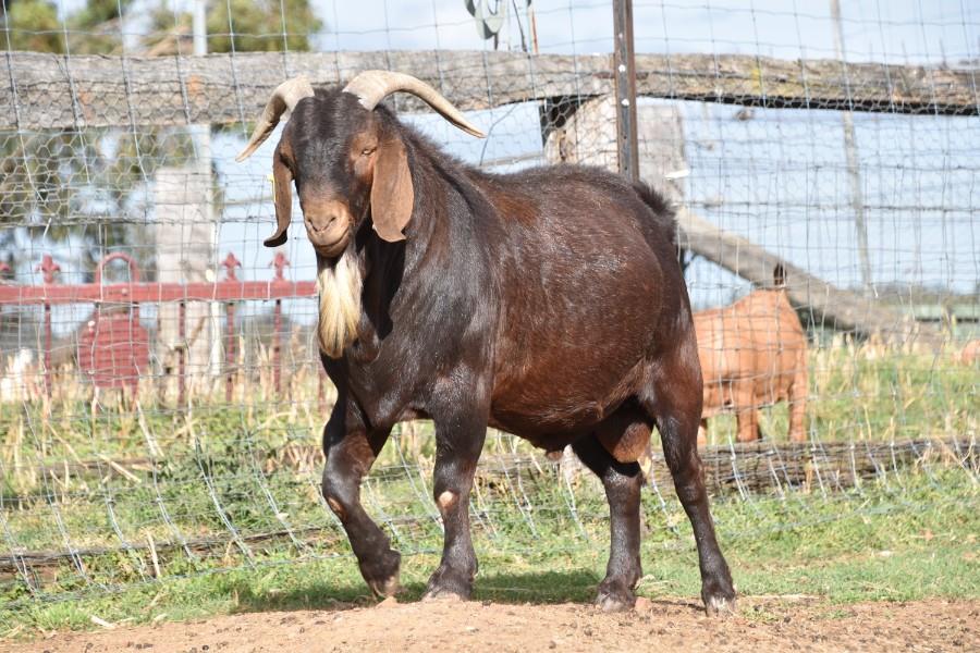 NATIONAL GOAT SALE Auction 737 AuctionsPlus
