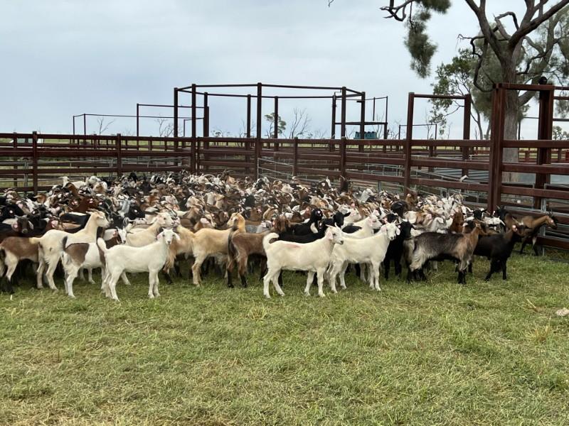 Lot 420 375 Goats Does AuctionsPlus