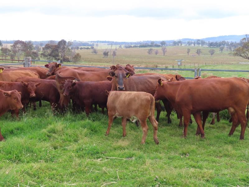 Lot 532 - 17 Station Mated Cows & 17 Calves | AuctionsPlus