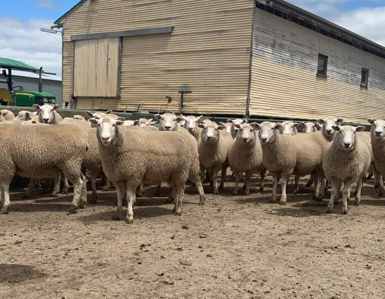 TUESDAY NATIONAL SHEEP SALE Auction 876 AuctionsPlus