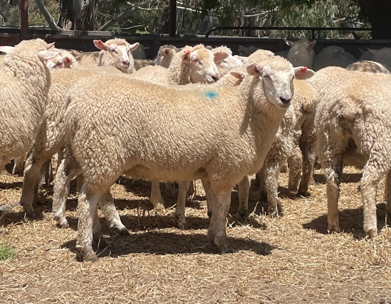 Lot 157 294 Mixed Sex Store Lambs Auctionsplus 8463