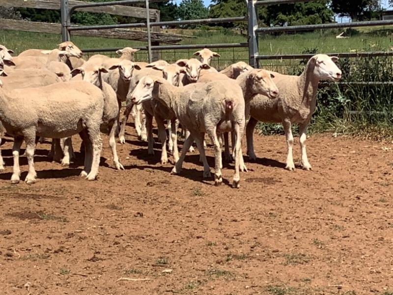 Lot 158 - 148 Ewes & Lambs | AuctionsPlus