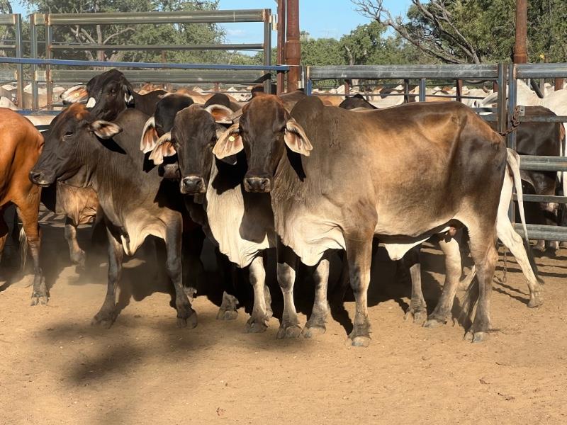 Lot 104 44 PTIC Cows AuctionsPlus