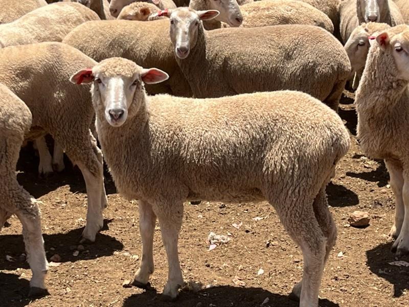 Lot 429 344 Mixed Sex Lambs Auctionsplus 1435