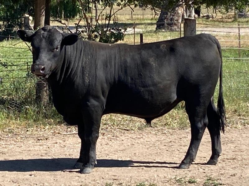 Lot 351 - 1 Stud Bull | AuctionsPlus