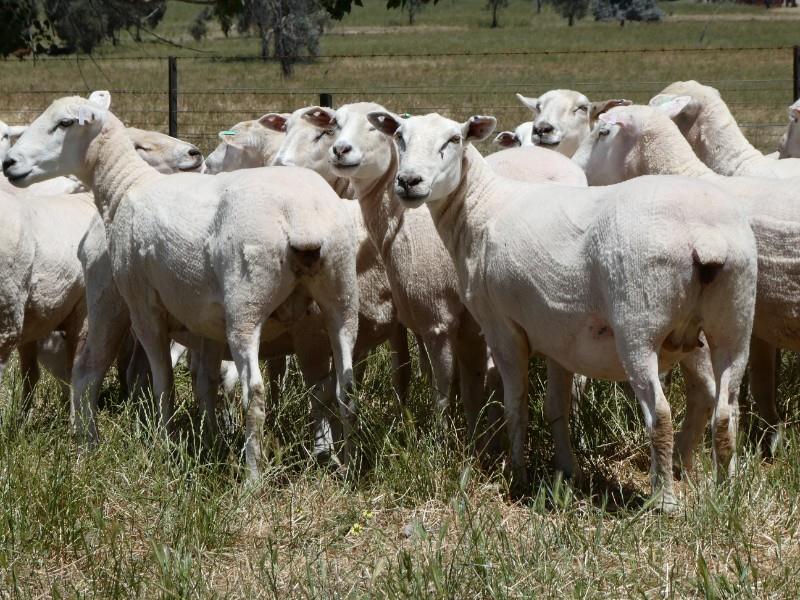 Lot 693 133 NSM Ewes AuctionsPlus