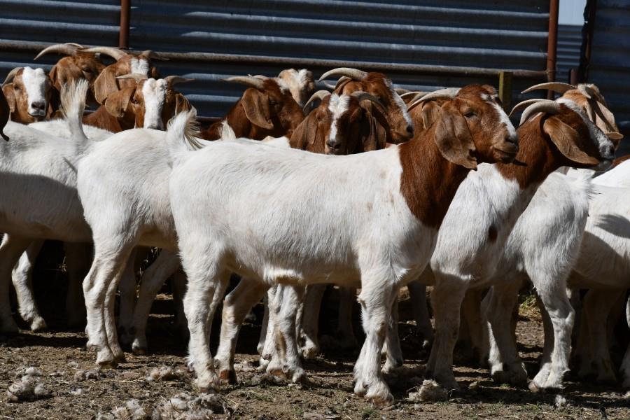 NATIONAL GOAT SALE Auction 873 AuctionsPlus