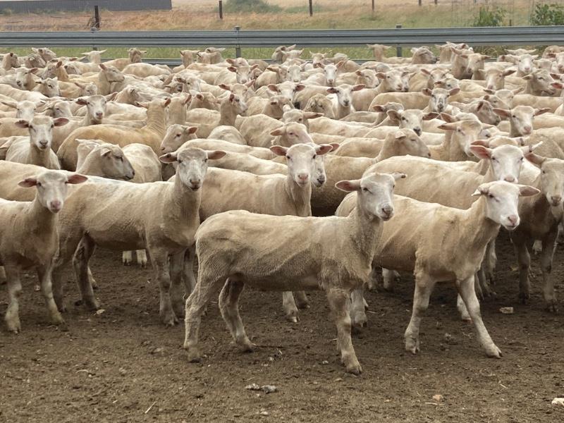 Lot 644 560 Mixed Sex Suckers Auctionsplus