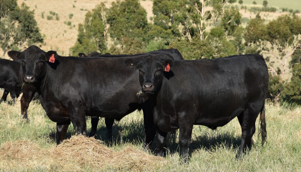 Lot 698 62 Feeder Steers AuctionsPlus