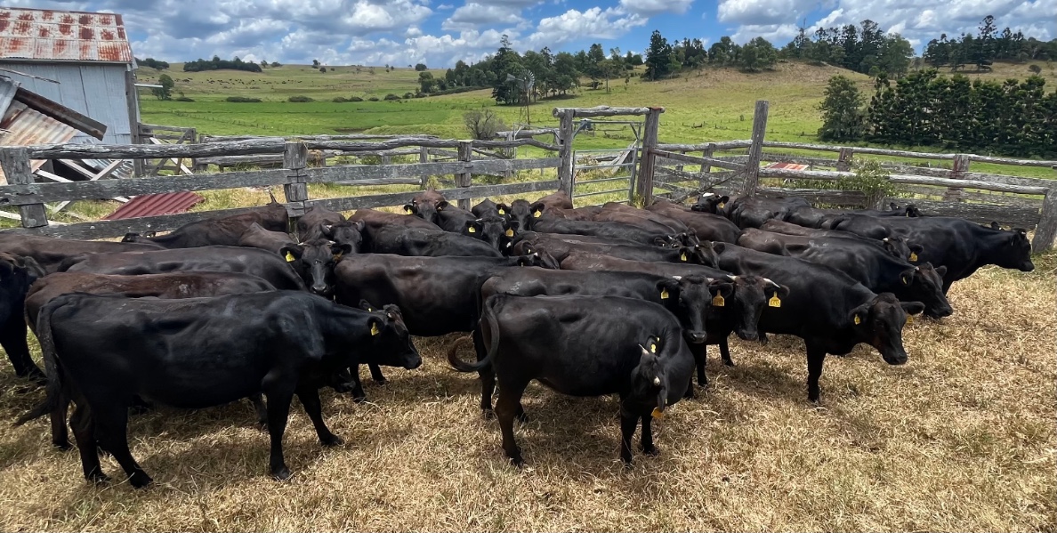 Lot 113 35 Feeder Heifers AuctionsPlus