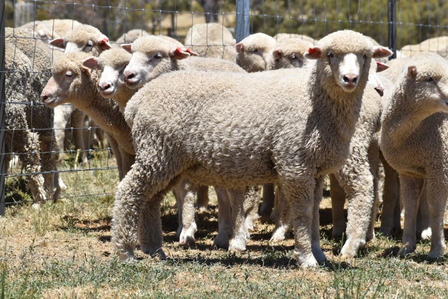 Lot 761 558 Mixed Sex Store Lambs Auctionsplus 