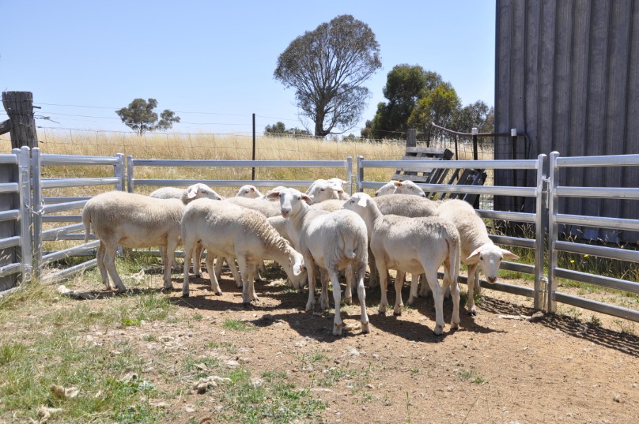 Lot 324 - 16 Future Breeder Ewe Lambs | AuctionsPlus