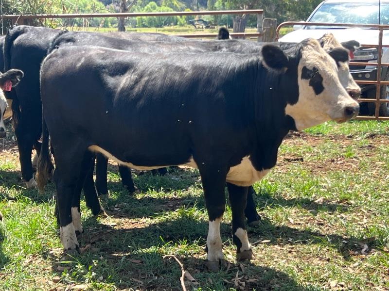 Lot 666 - 9 NSM Yearling Heifers | AuctionsPlus
