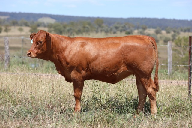 Lot 20 - 1 Yearling Heifer | AuctionsPlus