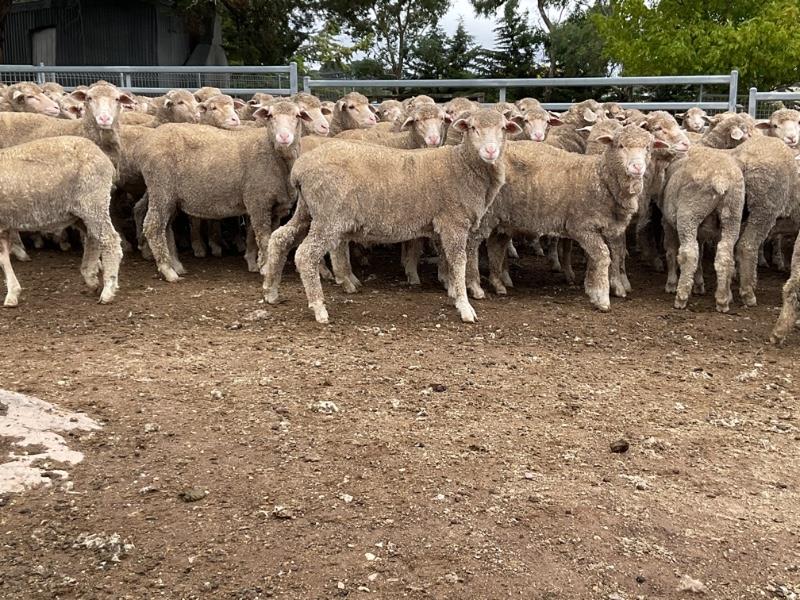 Lot 265 - 200 Woolgrower Wether Lambs | AuctionsPlus