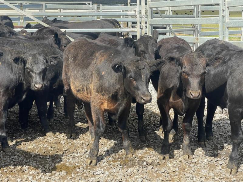 TAS CATTLE SALE - Auction 553 | AuctionsPlus