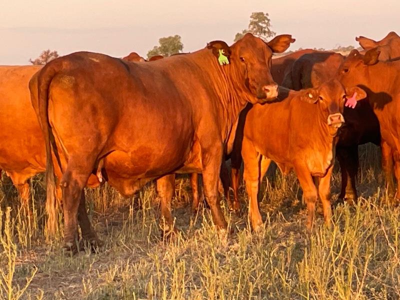 Lot 215 60 Station Mated Cows & 60 Calves AuctionsPlus