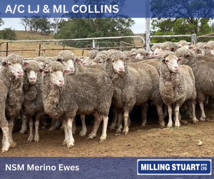 Pen 105 160 NSM Ewes AuctionsPlus