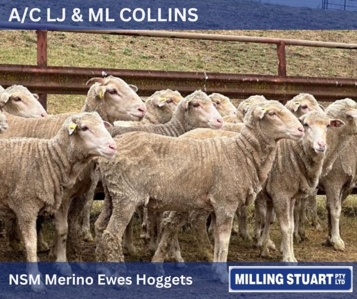 Pen 105 50 NSM Ewe Hoggets AuctionsPlus