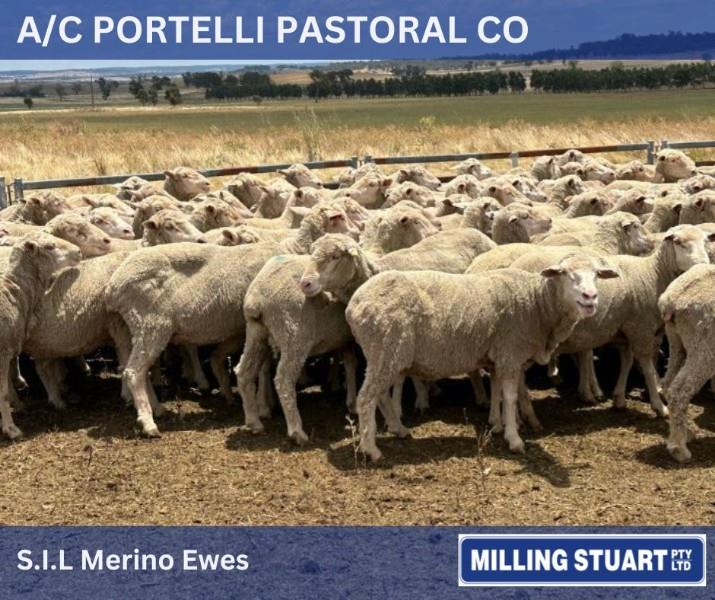 Pen 126 - 190 SIL Ewes | AuctionsPlus