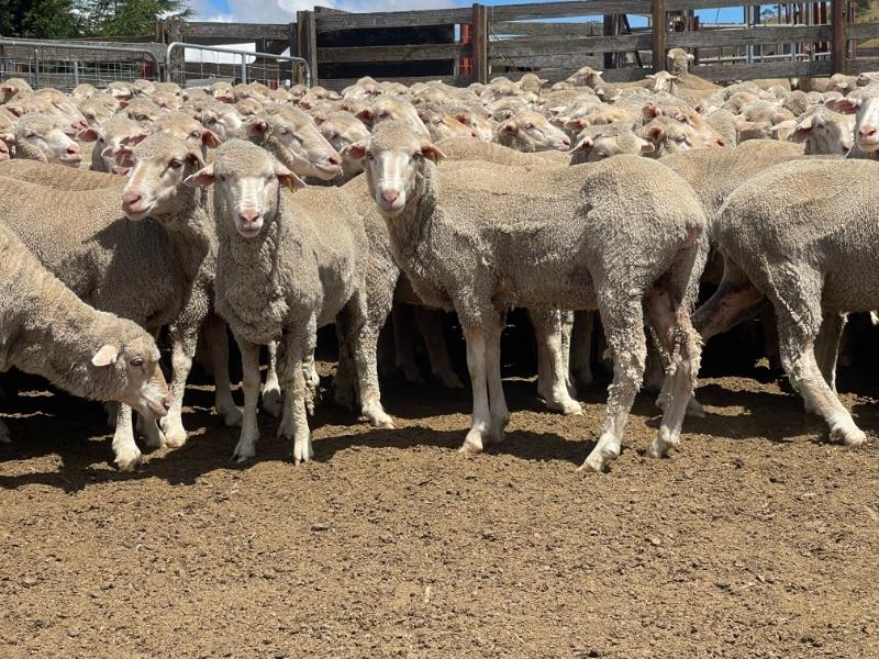 Lot 813 - 205 Ewes | AuctionsPlus