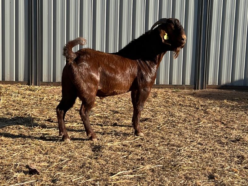 NATIONAL GOAT SALE Auction 661 AuctionsPlus