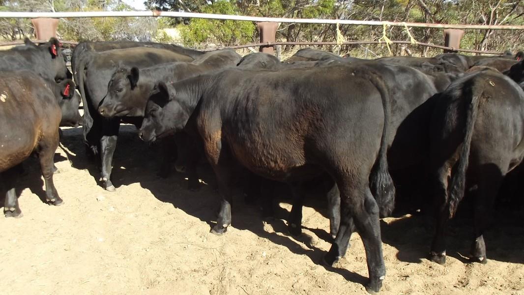Lot 251 28 Feeder Steers AuctionsPlus