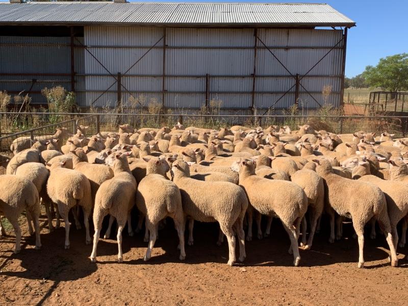 Lot 7 - Pen 43 - 115 Future Breeder Ewe Lambs | AuctionsPlus