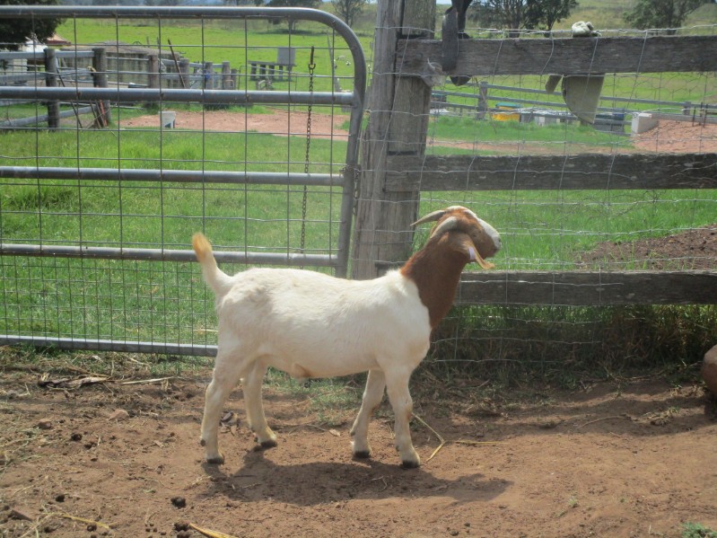 NATIONAL GOAT SALE Auction 688 AuctionsPlus