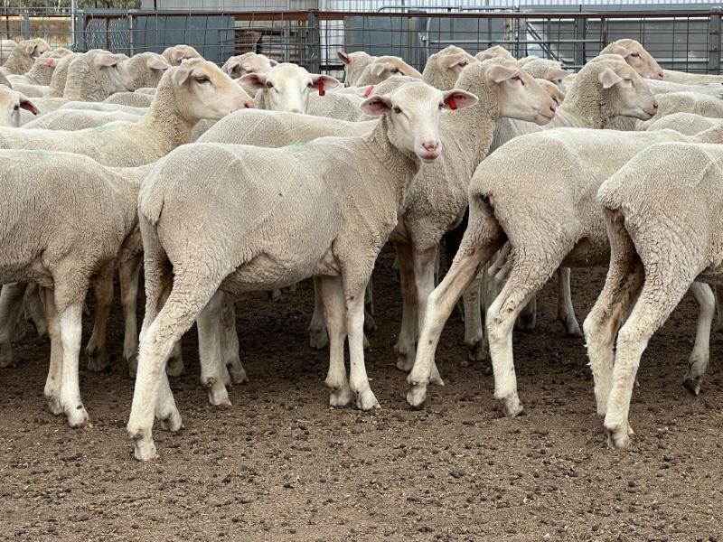 Lot 598 - 155 Mixed Sex Lambs | AuctionsPlus