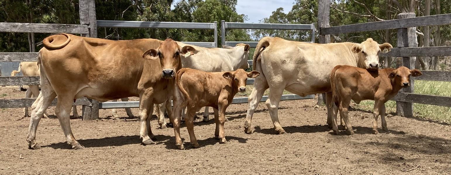 Lot 403 3 NSM Cows & 3 Calves AuctionsPlus