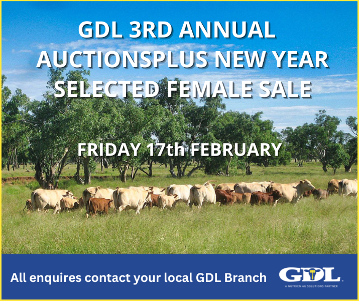 Lot 523 - 32 Station Mated Cows & 8 Calves | AuctionsPlus