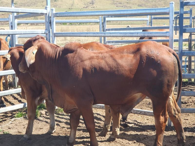 Lot 921 16 Feeder Bulls AuctionsPlus