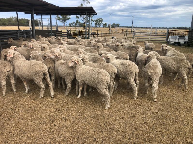 Lot 680 - 127 Store Wether Lambs | AuctionsPlus