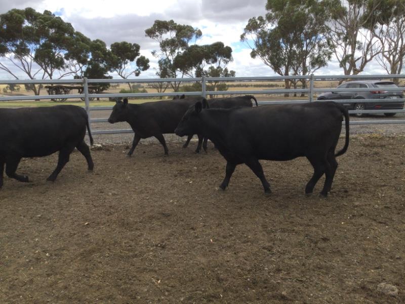 Lot 908 5 PTIC Cows AuctionsPlus