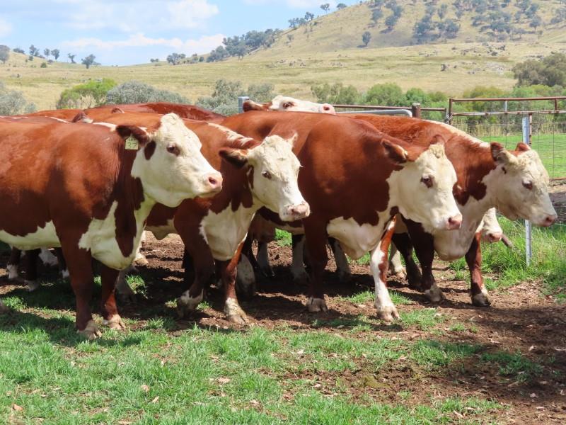 Lot 93 11 PTIC Cows AuctionsPlus