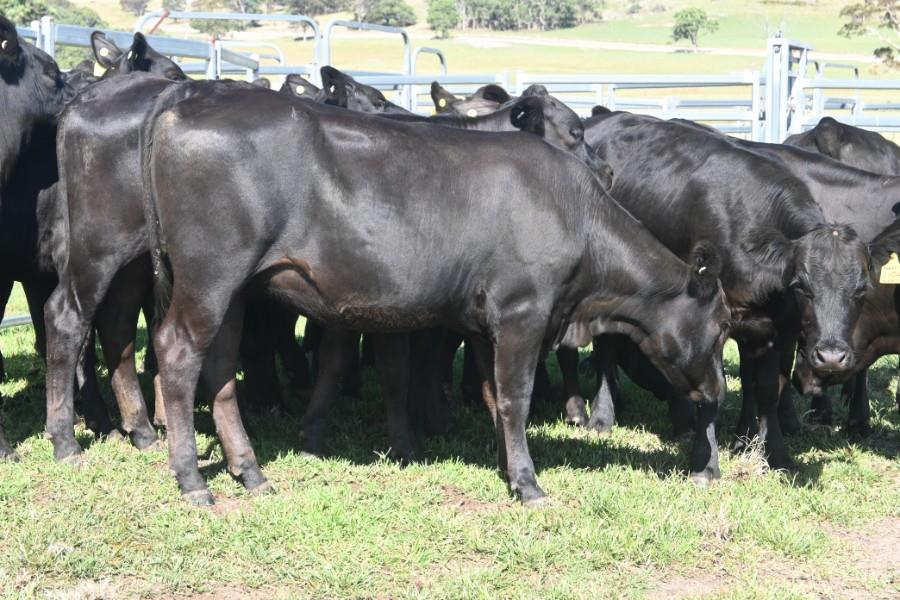 Lot 309 19 NSM Yearling Heifers AuctionsPlus