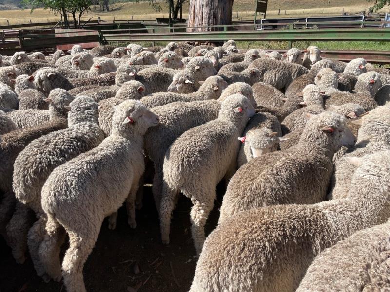 Lot 779 - 215 Wether Lambs | AuctionsPlus