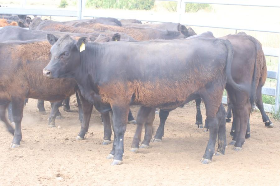 Lot 399 13 Yearling Heifers AuctionsPlus