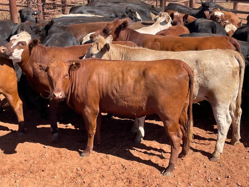 Lot 626 45 Mixed Sex Feeders AuctionsPlus